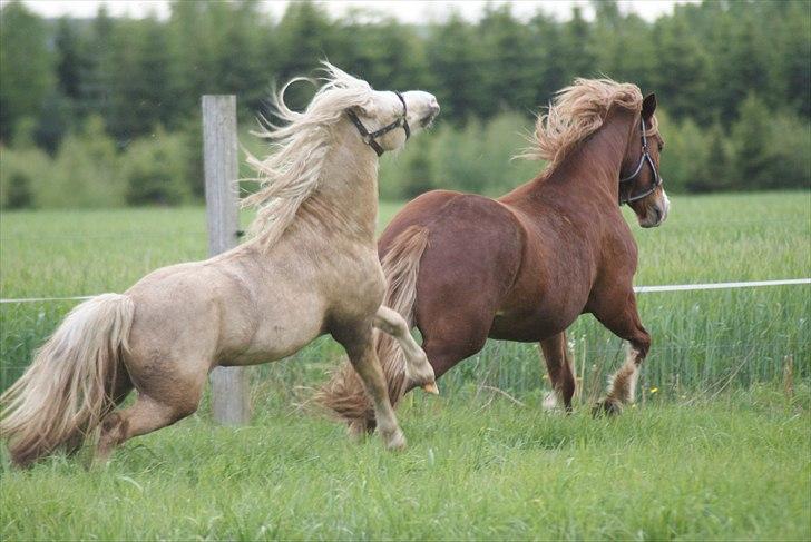 Welsh Cob (sec D) Pwllmelin Rhys - Rhys og hingsten lige lukket på sommergræs 2011 billede 6