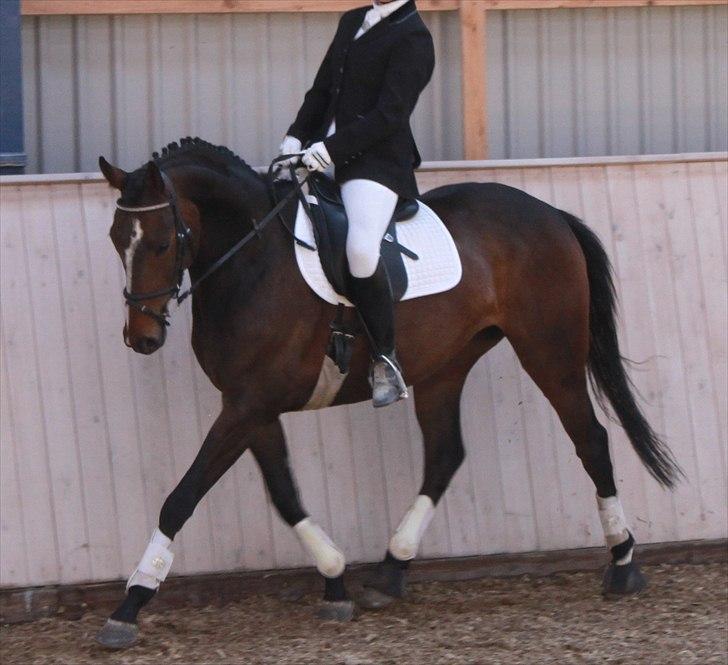 Anden særlig race Bøgedal's Fillipa - Første ´´rigtige´´ stævne. Hos MLR :) (Foto: mor) billede 16