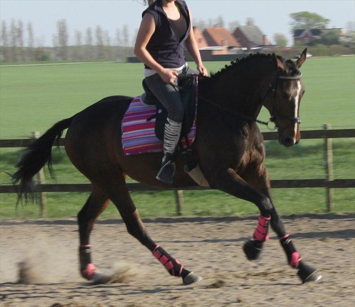 Anden særlig race Bøgedal's Fillipa - Galop (Foto: Belinda) billede 17