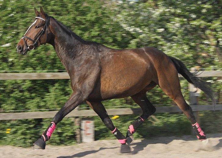 Anden særlig race Bøgedal's Fillipa - Løs på volten. OVERTRÆDNING! (Foto: mig) billede 18
