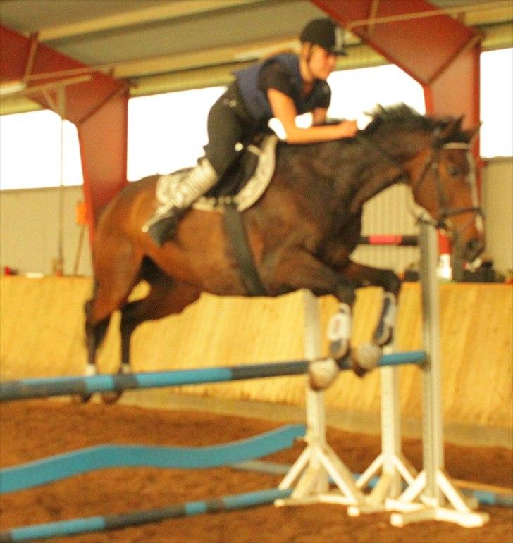 Anden særlig race Bøgedal's Fillipa - Springer 1 meter :D (Foto: Mie) billede 20