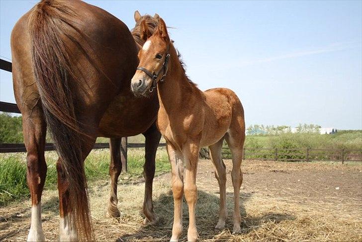 Anden særlig race Wisdoms Ameera ''SOLGT* - Føllepigen den 21 maj :O) Fotograf : Maria Jakobsen billede 20