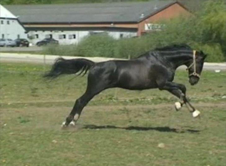 Tysk Oldenburger Gørklinkgårds Santana Hit billede 3