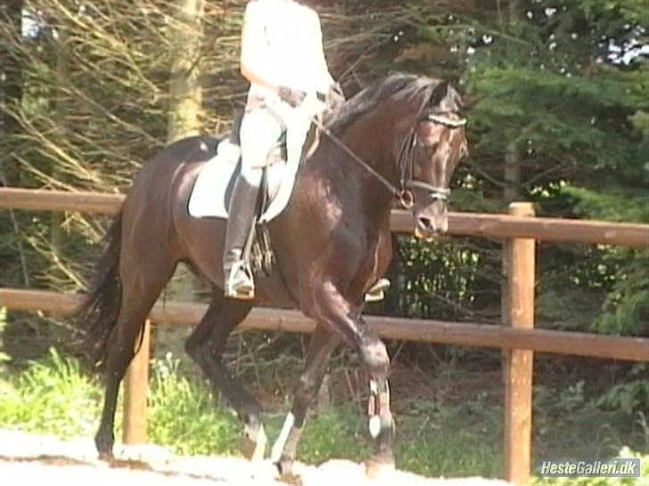 Tysk Oldenburger Gørklinkgårds Santana Hit billede 6