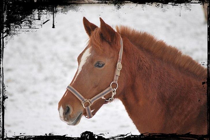 Hollandsk Sportspony Maloes billede 13