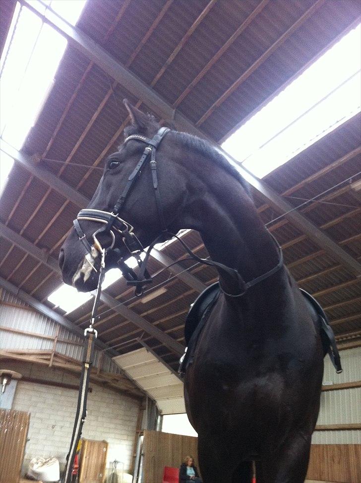 Tysk Oldenburger Gørklinkgårds Santana Hit billede 1