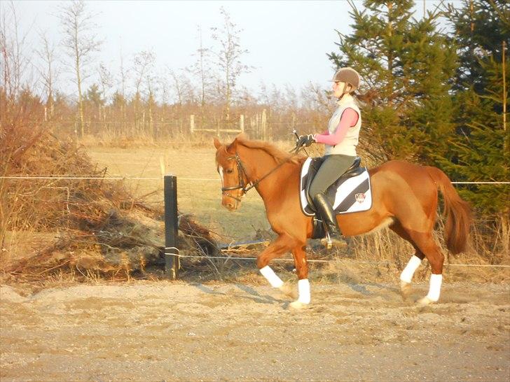 Hollandsk Sportspony Maloes billede 15