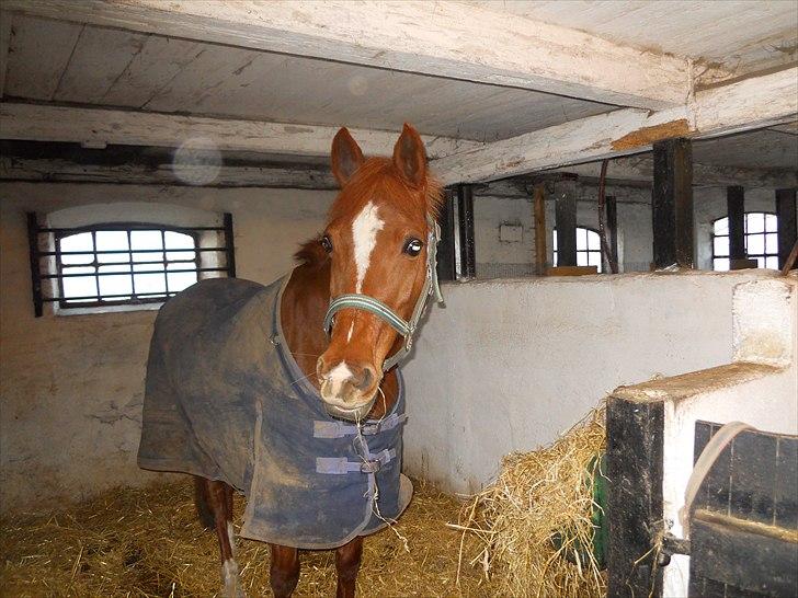 Hollandsk Sportspony Maloes billede 16