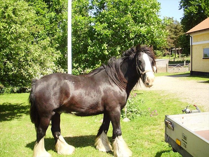 Tinker Aasgaard's Mac. Gregon billede 2