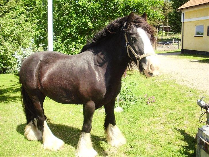 Tinker Aasgaard's Mac. Gregon billede 8