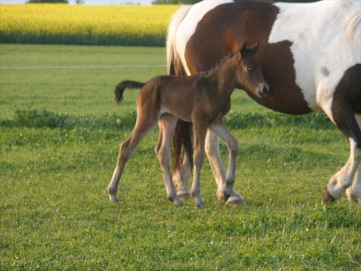 {{currentPhoto.altText}} billede {{currentPhoto.number}}