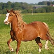 Welsh Pony af Cob-type (sec C) Rosengårdens Nadina