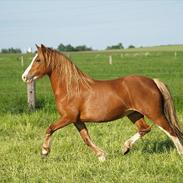 Welsh Pony af Cob-type (sec C) Rosengårdens Nadina