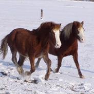 Welsh Pony af Cob-type (sec C) Rosengårdens Nadina