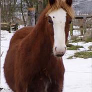 Welsh Pony af Cob-type (sec C) Rosengårdens Nadina