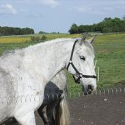 Lipizzaner Diler