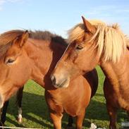 Islænder Hali min prins <3