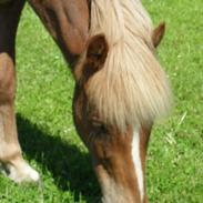 Islænder Hali min prins <3