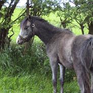 Welsh Pony (sec B) Mirain Simba