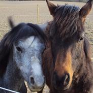 Welsh Pony (sec B) Mirain Simba