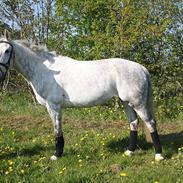 Dansk Varmblod Stella