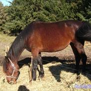 Anden særlig race Liva