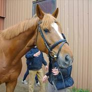 Dansk Varmblod Kærholms Loukiller * Himmelhest :'( *