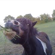 Anden særlig race Rasmus (ralle)