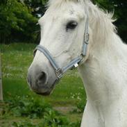 Anden særlig race Swiftnick (Himmel hest)