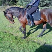 Anden særlig race Liva