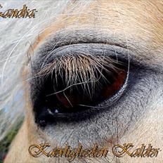 Fjordhest Zandra Min Engle R. I. P 2011 Rest In Peace