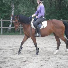 Anden særlig race brajetta *rider* SOLGT