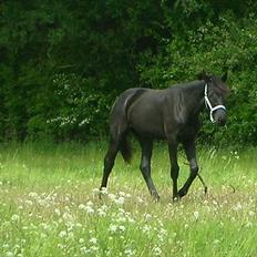 Anden særlig race Qeeper