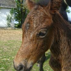 Dartmoor Cleo<3