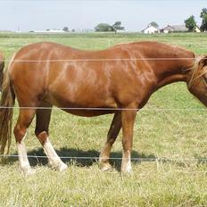 Welsh Pony af Cob-type (sec C) Rosengårdens Nadina
