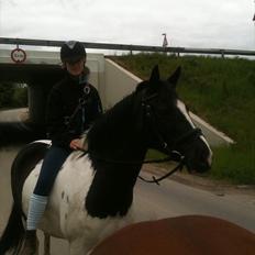 Pinto PintoStar (Red)*