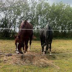 Anden særlig race Søgårdens Sandy