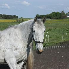 Lipizzaner Diler