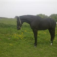 Oldenborg Vester Løkke`s Montana (Solgt ) RIP