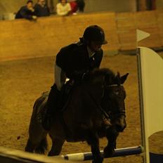 New Forest Knud den store