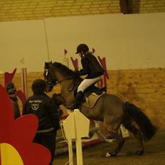 New Forest Knud den store