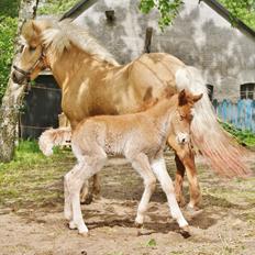 Islænder Neisti fra Lysenge