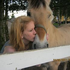 Fjordhest Lukas