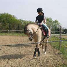 Welsh Pony (sec B) Amigo Margerit