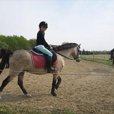 Welsh Pony (sec B) Amigo Margerit