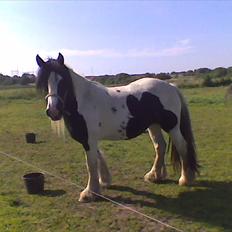 Irish Cob Cassie