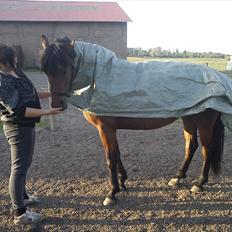 Anden særlig race Celina