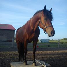 Anden særlig race Celina