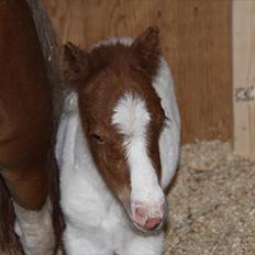 Shetlænder Nygaards Maggie
