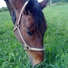 Fuldblod (XX) Soul Driver